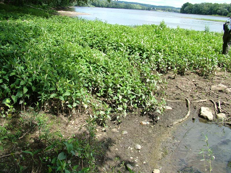 Lizard's-tail emergent bed